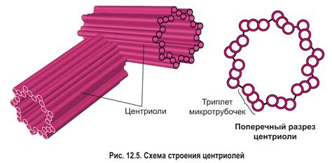 Функции клеточного центра у животных