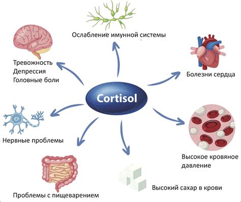 Функции кортизола