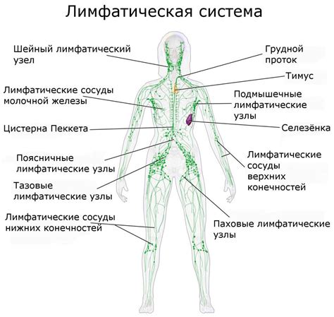 Функции лимфоузлов груди