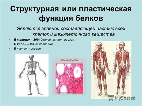 Функции межклеточного вещества в костях