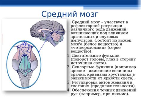 Функции мозга: от координации движений до регуляции внутренних органов