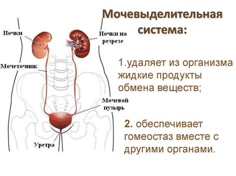 Функции мочевой системы