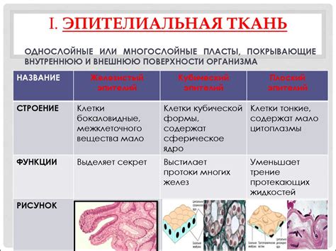 Функции муравьиной анатомии