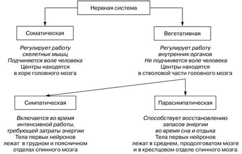 Функции нервной системы: от регуляции до адаптации