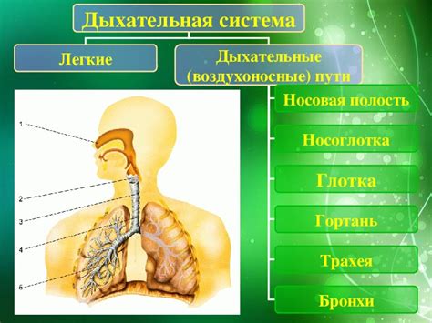 Функции органов дыхания