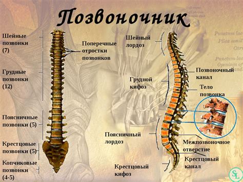 Функции позвоночника у позвоночных