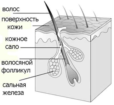 Функции сальных желез на носу