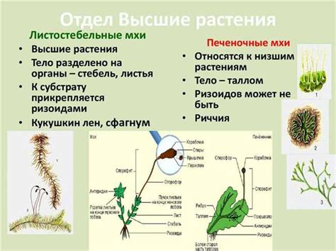 Функции спорангиев