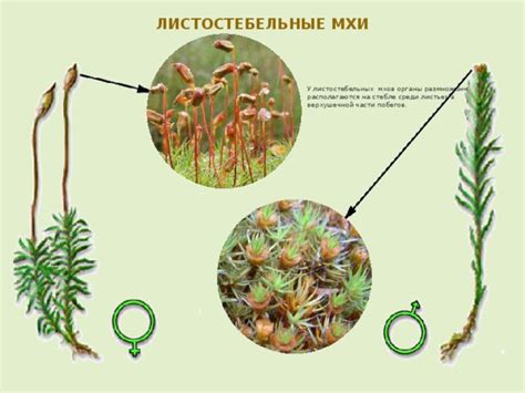 Функции стеблей и листьев у мхов