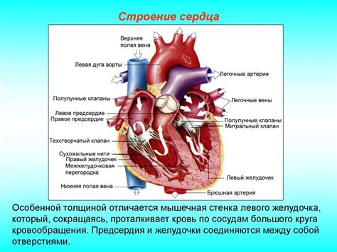 Функции ушных клапанов