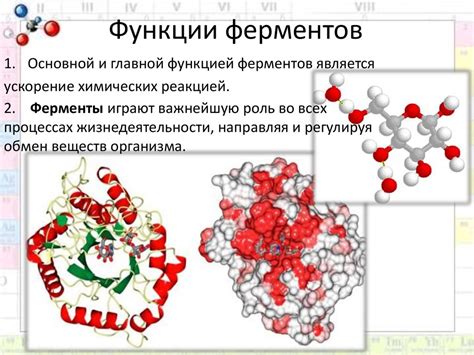 Функции ферментов