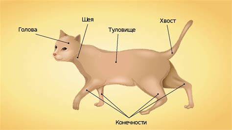 Функции хвоста в поведении кошек