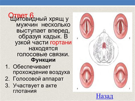 Функции хрящевых структур в половом органе