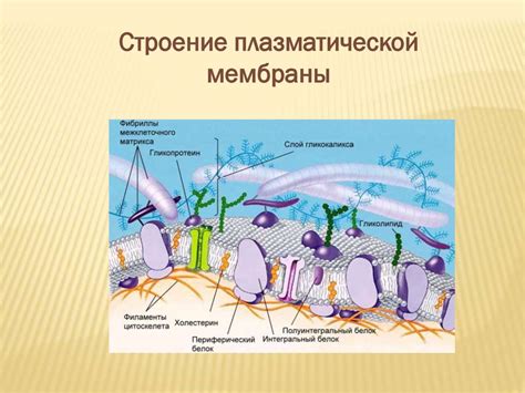 Функции цитоплазматической мембраны