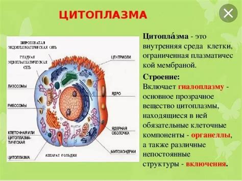 Функции цитоплазмы в клетках