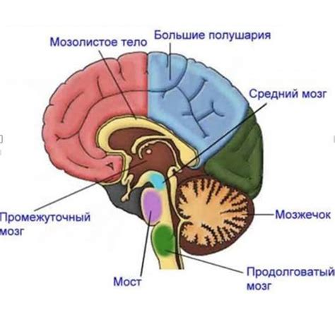 Функции человеческого мозга