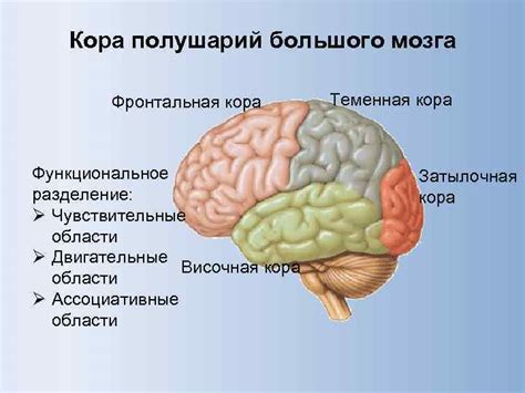 Функциональное разделение полушарий мозга