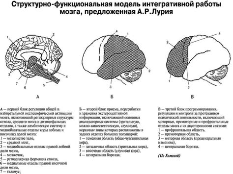 Функциональные особенности мозга годовалого ребенка