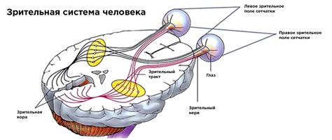 Функционирование зрительной системы