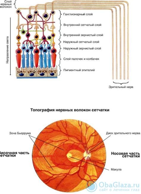 Функционирование сетчатки глаза