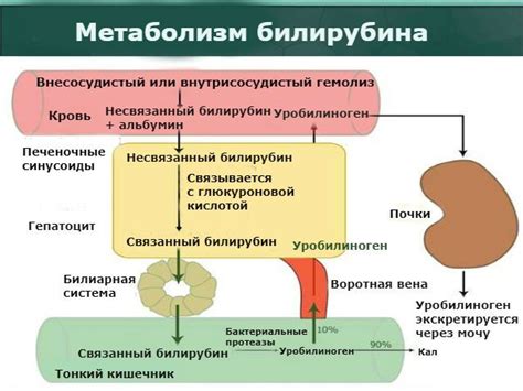 Функция билирубина в организме