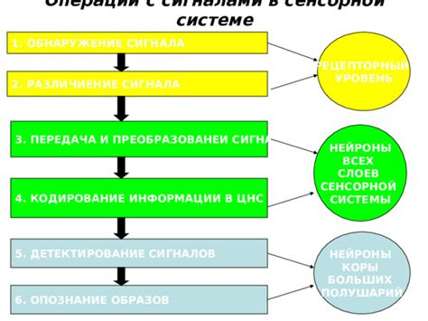 Функция сенсорных органов