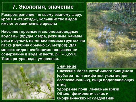 Характеристики водорослей: отличительные черты