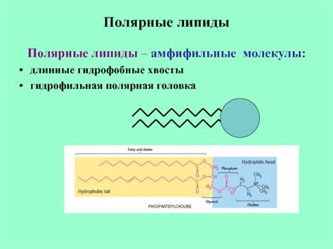 Хвосты гидрофобные