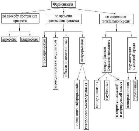 Химический состав и процесс ферментации