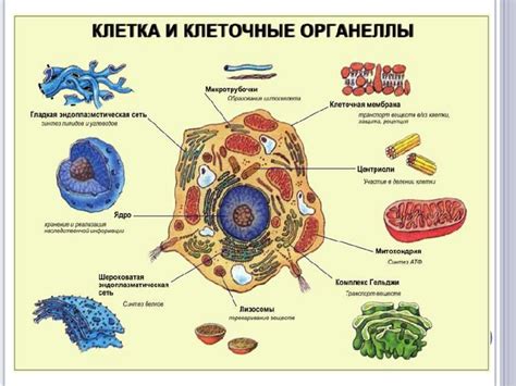 Химический состав клетки важен для доказательства единства