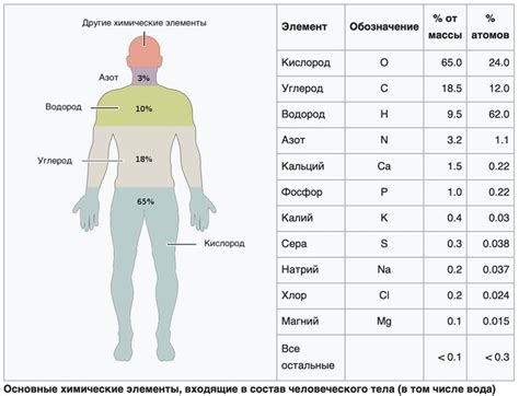 Химический состав тела