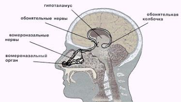 Химическое воздействие и феромоны