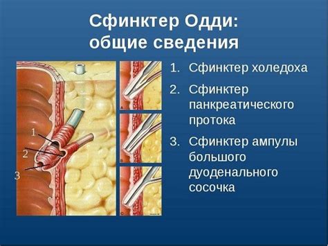 Холецистэктомия: эффекты на сфинктер Одди