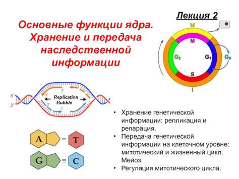 Хранение генетической информации