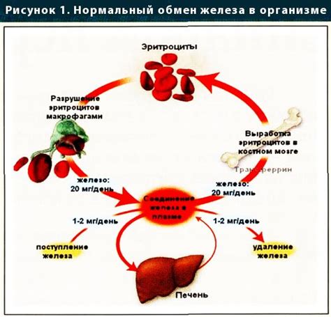 Хронические заболевания и снижение железа