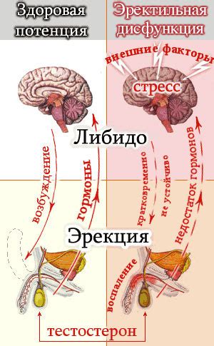 Хронические заболевания и эректильная дисфункция