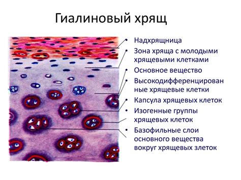 Хрящевая и костная ткань: их роль в поддержке организма