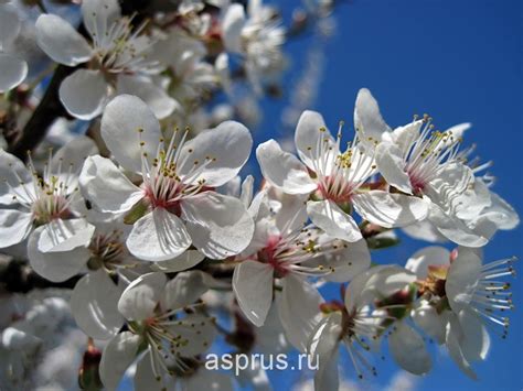 Цветение алычи кубанской: особенности и периоды