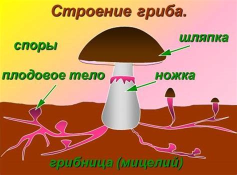 Цвет гриба и его ассоциации