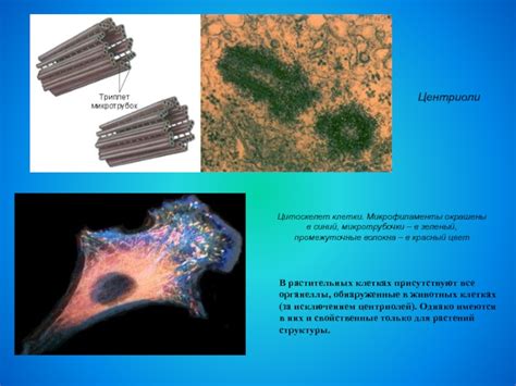 Центриоли в анималистических и растительных клетках