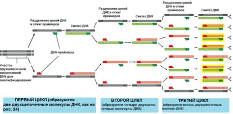 Циклы амплификации в ПЦР