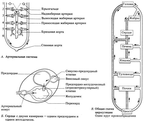 Циркуляторные изменения