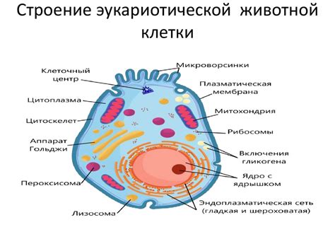 Цитоплазма и органеллы: место основных биохимических процессов