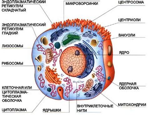 Цитоплазма клеток в организме человека