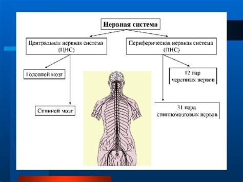 Цитрамон и периферическая нервная система