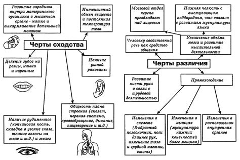 Человек и животные: общие черты