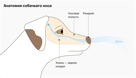 Чем обусловлен холодный сухой нос у собаки?