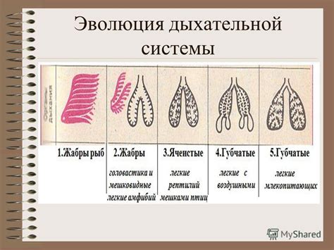 Чесночное дыхание: какие факторы его вызывают?