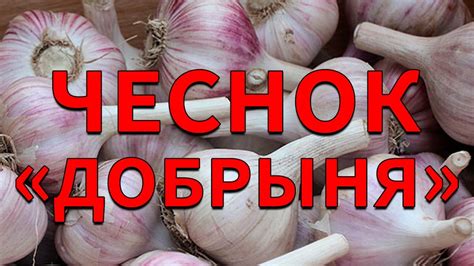 Четвёртый шаг: преимущества синхронизации жгутов чеснока