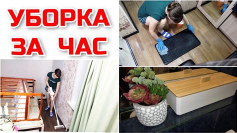 Чистота и порядок как ключ к отсутствию клопов